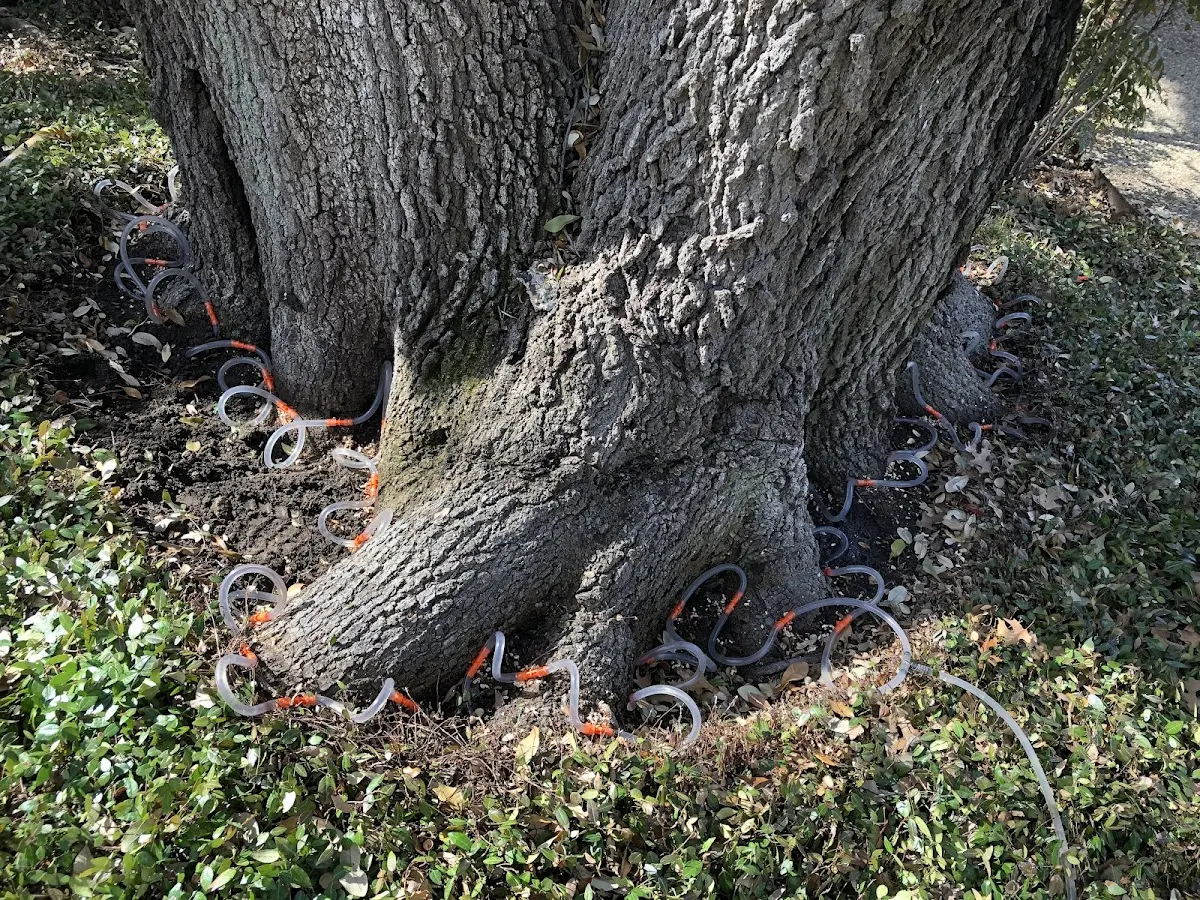 Detailed Shrub and Hedge Trimming job site in Bud