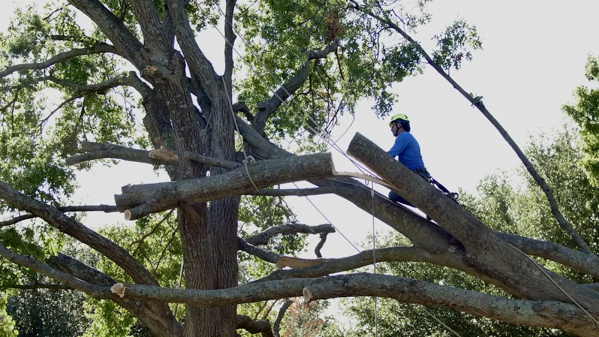 Professional Crown Thinning performed by certified arborists in Bud