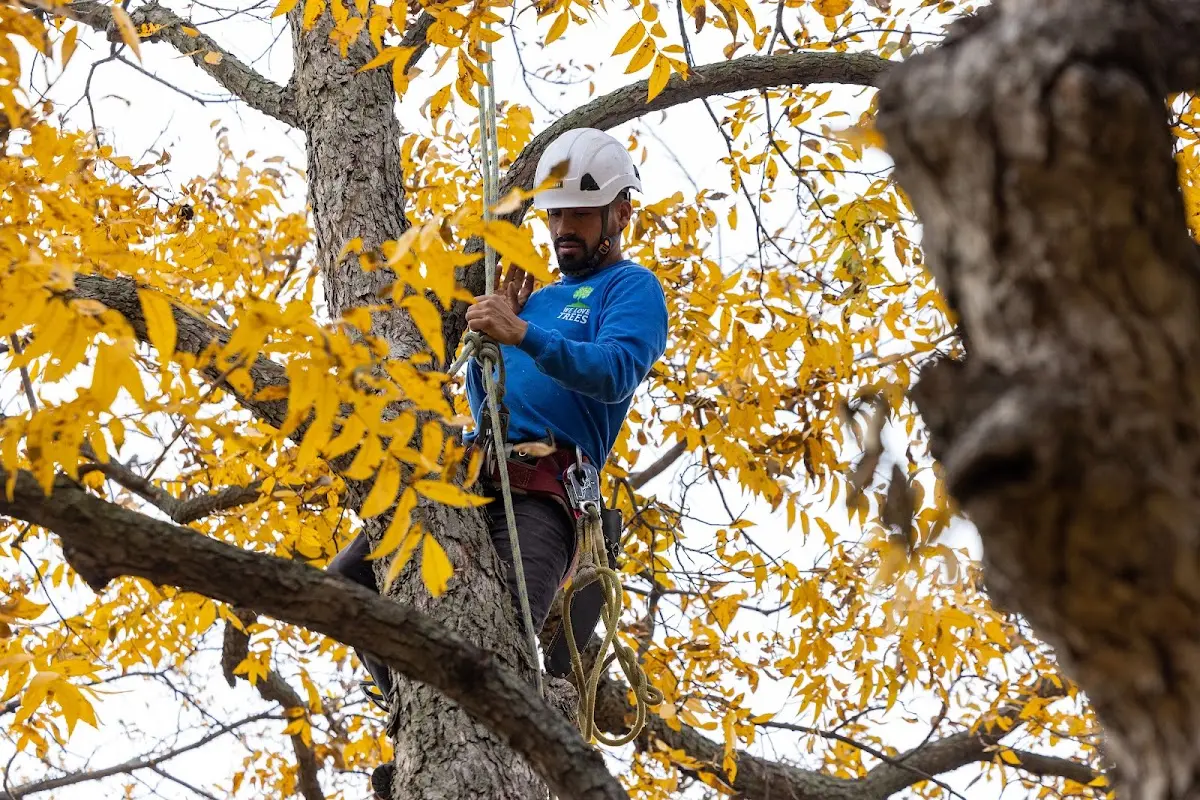 Skilled Tree Transplanting crew working in Bud