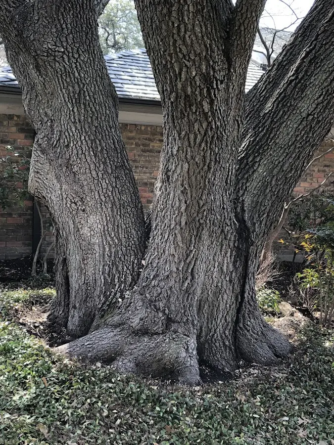 Mature heritage tree close to a Bud property cared for by certified arborists